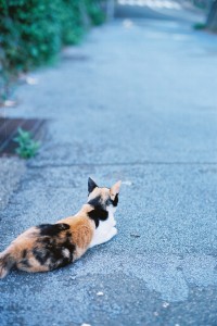 池島の猫